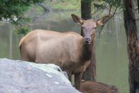 Wapiti (2) &ndash; &copy; Susanne Schirmann (Eberhardt TRAVEL)