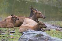 Wapiti (3) &ndash; &copy; Susanne Schirmann (Eberhardt TRAVEL)