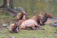 Wapiti (4) &ndash; &copy; Susanne Schirmann (Eberhardt TRAVEL)