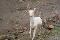 Albino &ndash; &copy; Susanne Schirmann (Eberhardt TRAVEL)