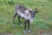 Karibu (3) &ndash; &copy; Susanne Schirmann (Eberhardt TRAVEL)