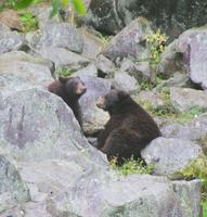 Schwarzbär (2) &ndash; &copy; Susanne Schirmann (Eberhardt TRAVEL)