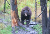 Schwarzbär (6) &ndash; &copy; Susanne Schirmann (Eberhardt TRAVEL)