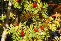 Vogelbeeren &ndash; &copy; Susanne Schirmann (Eberhardt TRAVEL)