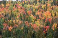 Indian Summer (8) &ndash; &copy; Susanne Schirmann (Eberhardt TRAVEL)