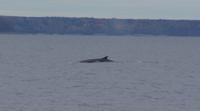 Whale Watching Tadoussac (10) &ndash; &copy; Susanne Schirmann (Eberhardt TRAVEL)