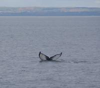 Whale Watching Tadoussac (12) &ndash; &copy; Susanne Schirmann (Eberhardt TRAVEL)