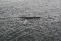 Whale Watching Tadoussac (15) &ndash; &copy; Susanne Schirmann (Eberhardt TRAVEL)