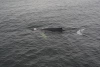 Whale Watching Tadoussac (16) &ndash; &copy; Susanne Schirmann (Eberhardt TRAVEL)