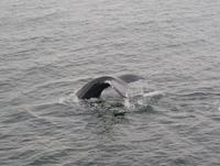 Whale Watching Tadoussac (17) &ndash; &copy; Susanne Schirmann (Eberhardt TRAVEL)