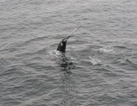 Whale Watching Tadoussac (18) &ndash; &copy; Susanne Schirmann (Eberhardt TRAVEL)
