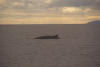 Whale Watching Tadoussac (21) &ndash; &copy; Susanne Schirmann (Eberhardt TRAVEL)