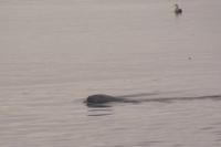 Whale Watching Tadoussac (23) &ndash; &copy; Susanne Schirmann (Eberhardt TRAVEL)