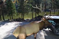 Fahrt durch den Omega-Wildpark - Wapitis &ndash; &copy; Andreas Wolfsteller (Eberhardt TRAVEL)