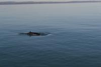 Walbeobachtung in Tadoussac - Dort sehen wir Zwergwale, Buckelwale und sogar Finnwale &ndash; &copy; Andreas Wolfsteller (Eberhardt TRAVEL)