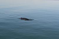 Walbeobachtung in Tadoussac - Dort sehen wir Zwergwale, Buckelwale und sogar Finnwale &ndash; &copy; Andreas Wolfsteller (Eberhardt TRAVEL)