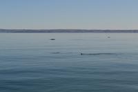 Walbeobachtung in Tadoussac - Dort sehen wir Zwergwale, Buckelwale und sogar Finnwale