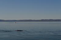 Walbeobachtung in Tadoussac - Dort sehen wir Zwergwale, Buckelwale und sogar Finnwale &ndash; &copy; Andreas Wolfsteller (Eberhardt TRAVEL)
