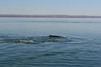 Walbeobachtung in Tadoussac - Dort sehen wir Zwergwale, Buckelwale und sogar Finnwale &ndash; &copy; Andreas Wolfsteller (Eberhardt TRAVEL)