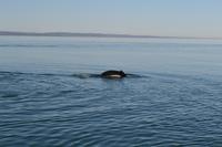 Walbeobachtung in Tadoussac - Dort sehen wir Zwergwale, Buckelwale und sogar Finnwale &ndash; &copy; Andreas Wolfsteller (Eberhardt TRAVEL)