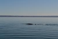 Walbeobachtung in Tadoussac - Dort sehen wir Zwergwale, Buckelwale und sogar Finnwale &ndash; &copy; Andreas Wolfsteller (Eberhardt TRAVEL)