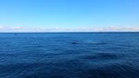 Walbeobachtung im Fjord