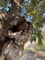 Olivenbaum &ndash; &copy; Lea Weigmann (Eberhardt TRAVEL)