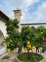 Pomelobaum &ndash; &copy; Lea Weigmann (Eberhardt TRAVEL)