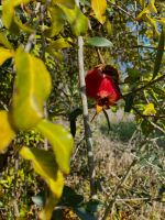 Granatapfel &ndash; &copy; Lea Weigmann (Eberhardt TRAVEL)