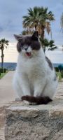 Müder Kater - Zypern.jpg &ndash; &copy; Mario Scheinert (Eberhardt TRAVEL)