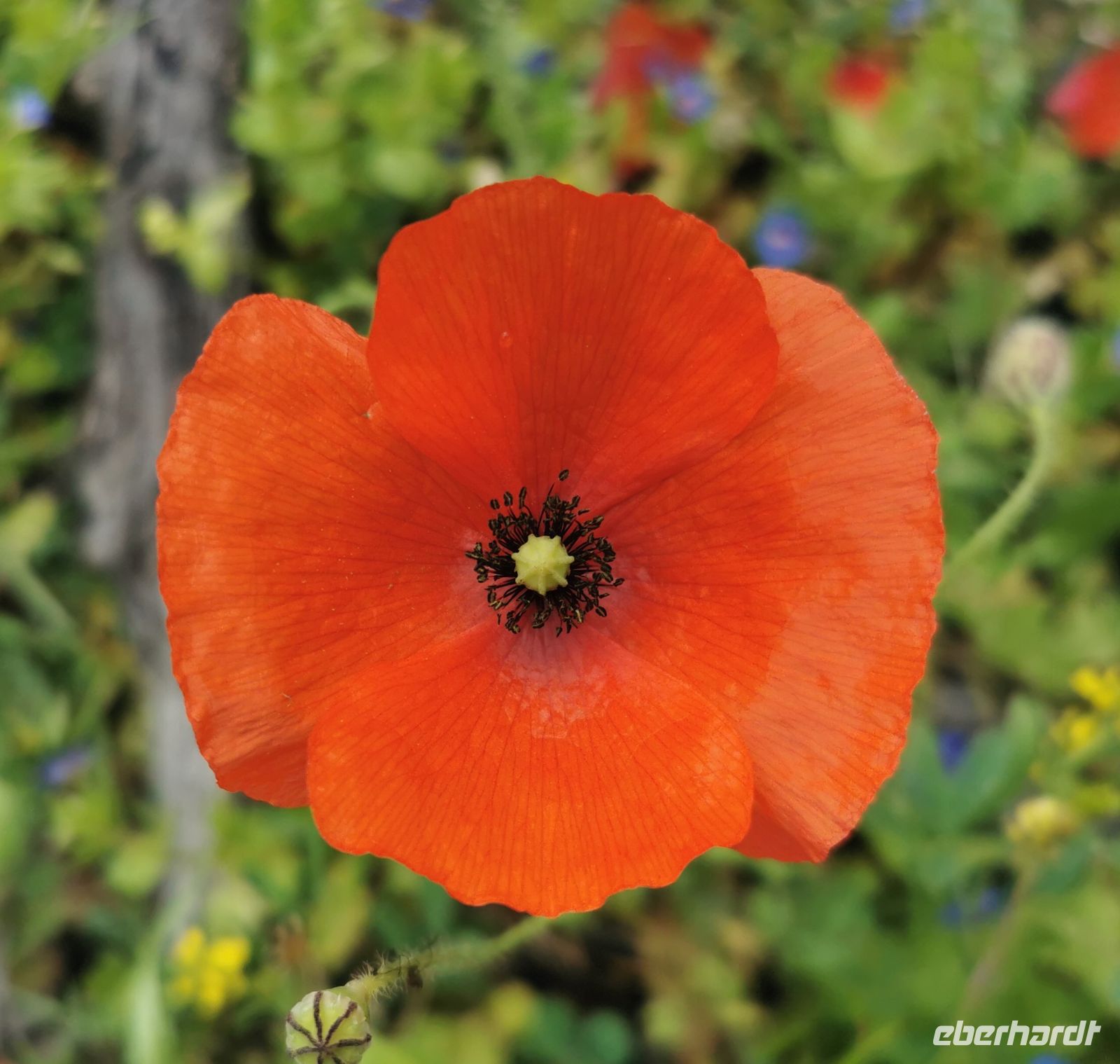 Mohnblume, Akamas Halbinsel &ndash; &copy; Simone Willner (Eberhardt TRAVEL)