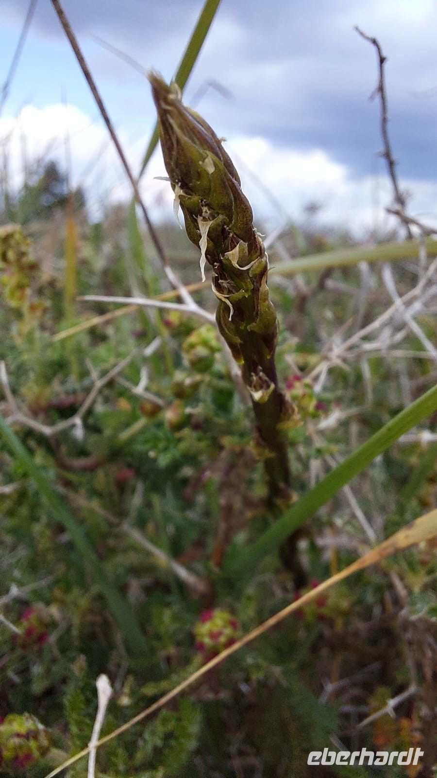 Wilder Spargel &ndash; &copy; Simone Willner (Eberhardt TRAVEL)