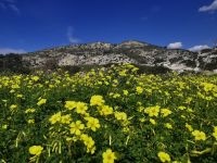 Ein völlig anderes Bild heute, üppig blühende Wiesen bei Sonne und 14 Grad &ndash; &copy; Simone Willner (Eberhardt TRAVEL)