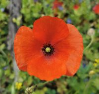 Mohnblume, Akamas Halbinsel &ndash; &copy; Simone Willner (Eberhardt TRAVEL)