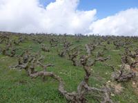 In den Weinplantagen von Chrysorrogiatissa