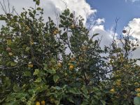 19. Zitronenbaum &ndash; &copy; Teresa Rumpel (Eberhardt TRAVEL)