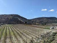 106. Weingut &ndash; &copy; Teresa Rumpel (Eberhardt TRAVEL)