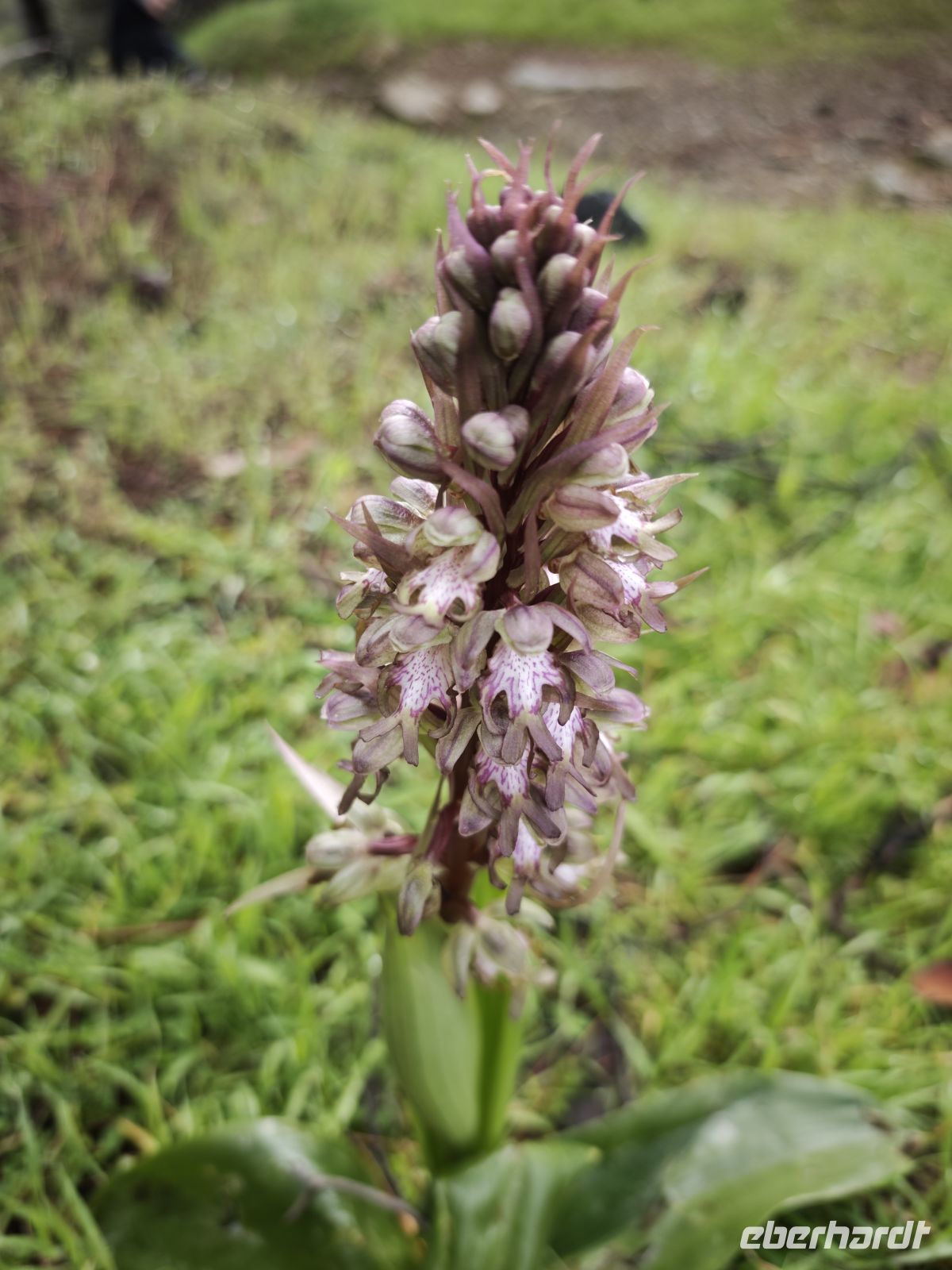 Orchidee Riesenknapenkraut auf der Wanderung zur Scheunendachkirche &ndash; &copy; Peter Walther (Eberhardt TRAVEL)