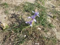 Blümchen am Wegesrand &ndash; &copy; Britt Reuter-Bracklow (Eberhardt TRAVEL)