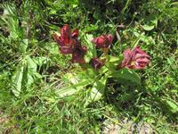 Tulpe italianico &ndash; &copy; Britt Reuter-Bracklow (Eberhardt TRAVEL)