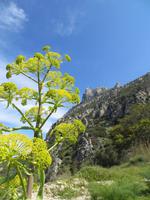 Gemeines Rutenkraut &ndash; &copy; Anna Stiebing (Eberhardt TRAVEL)
