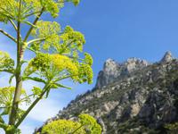 Gemeines Rutenkraut &ndash; &copy; Anna Stiebing (Eberhardt TRAVEL)