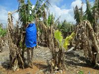 Bananen Zypern &ndash; &copy; Anna Stiebing (Eberhardt TRAVEL)