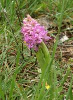 Orchis Pyramidalis &ndash; &copy; Anna Stiebing (Eberhardt TRAVEL)