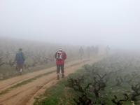 Wanderung zwischen Weinreben &ndash; &copy; Anna Stiebing (Eberhardt TRAVEL)