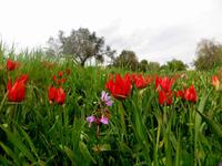 zypriotische Tulpen &ndash; &copy; Anna Stiebing (Eberhardt TRAVEL)