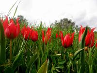 zypriotische Tulpen &ndash; &copy; Anna Stiebing (Eberhardt TRAVEL)