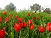 zypriotische Tulpen &ndash; &copy; Anna Stiebing (Eberhardt TRAVEL)