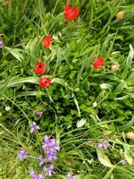 zypriotische Tulpen &ndash; &copy; Anna Stiebing (Eberhardt TRAVEL)