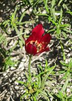 zypriotische Tulpe